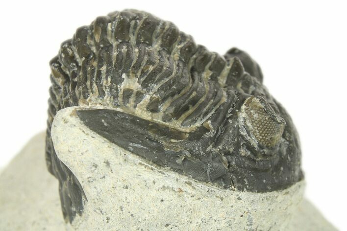 Bargain, Hollardops Trilobite Fossil - Ofaten, Morocco #272464